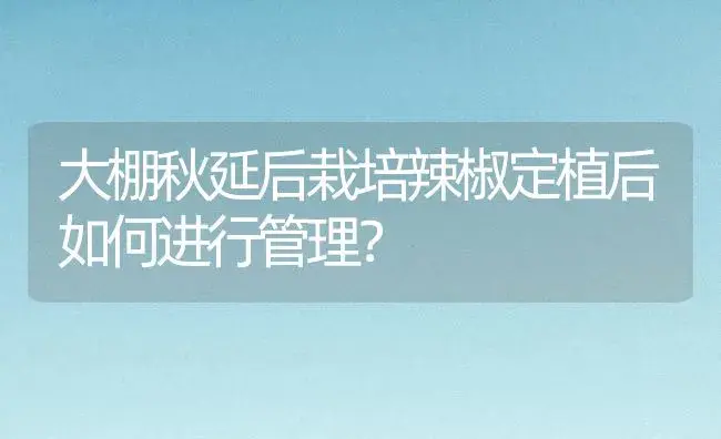 大棚秋延后栽培辣椒定植后如何进行管理？ | 植物百科
