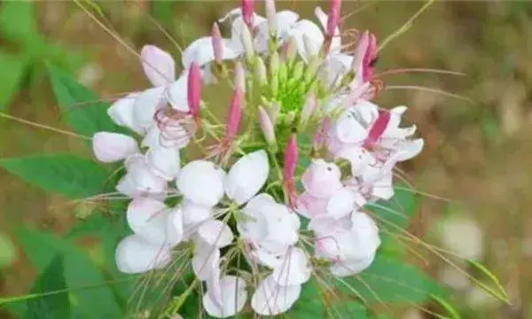 醉蝶花的养殖方法和注意事项