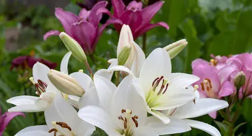 百合花的种植技术 百合花的种植方法是什么