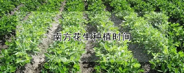 南方花生种植时间