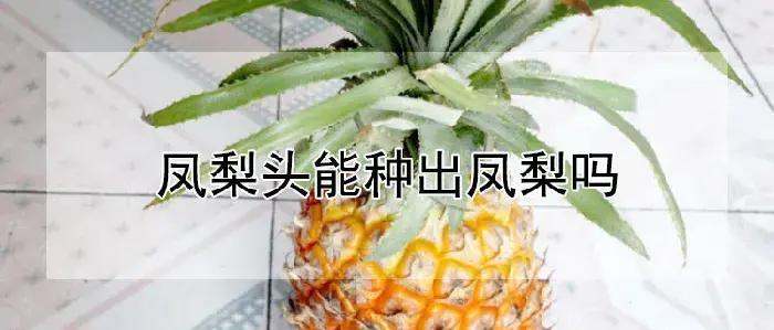 凤梨头能种出凤梨吗