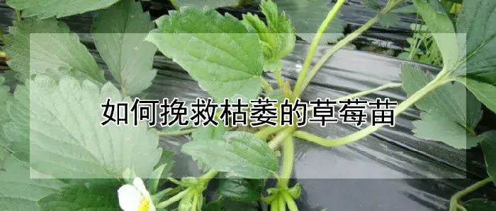 如何挽救枯萎的草莓苗