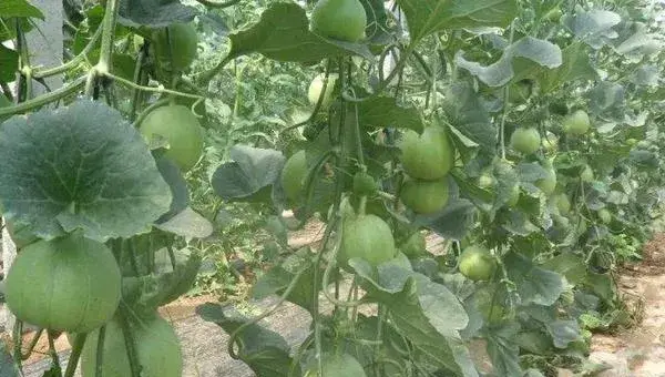 甜瓜种植时间和方法