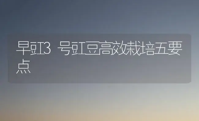 早豇3号豇豆高效栽培五要点 | 植物科普