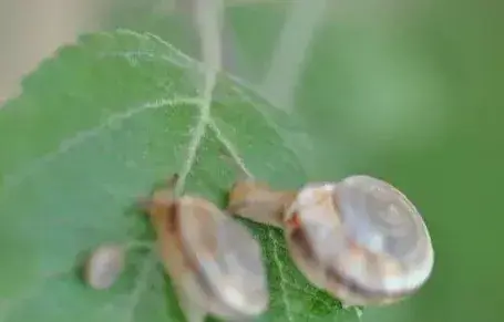 蜗牛对果树的危害有哪些