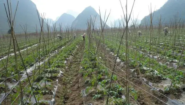 黑番茄种植栽培技术