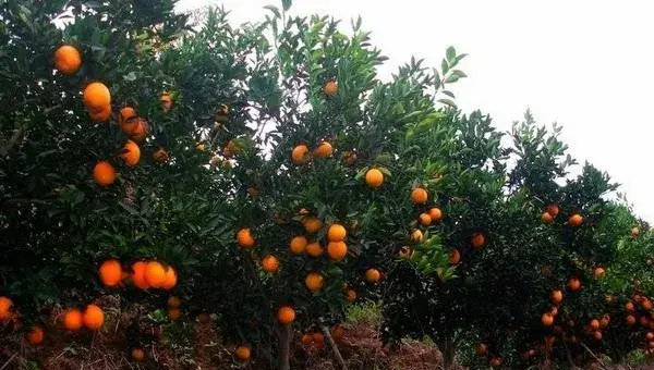 脐橙种植成本