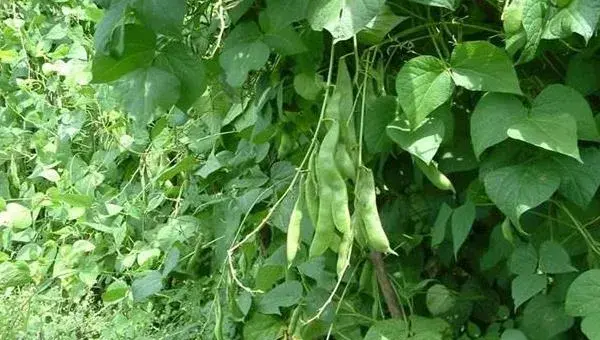 芸豆种植技术