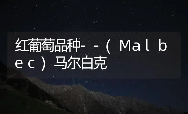 红葡萄品种--(Malbec)马尔白克 | 植物百科