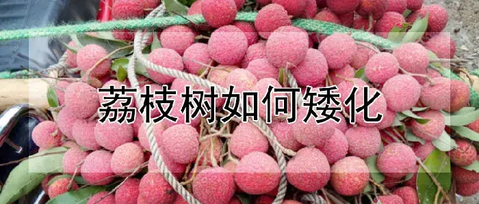 荔枝树如何矮化