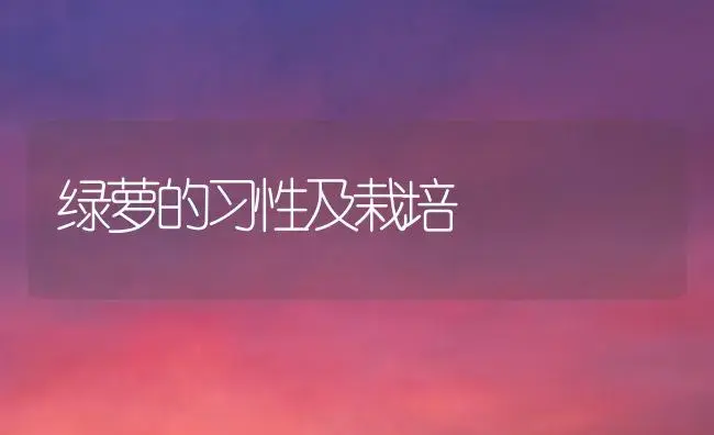 绿萝的习性及栽培 | 植物知识