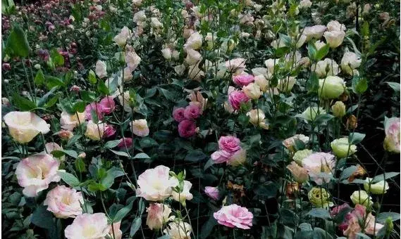 洋桔梗的种植方法及产量 桔梗什么时候播种