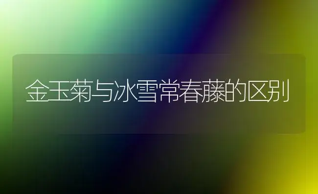 金玉菊与冰雪常春藤的区别 | 植物知识