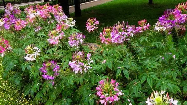 醉蝶花怎么种 醉蝶花种植方法与注意事项