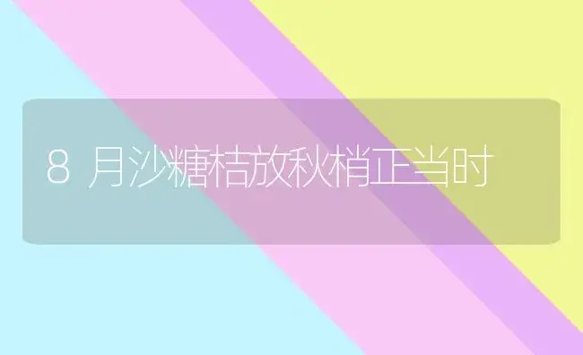 8月沙糖桔放秋梢正当时 | 植物科普