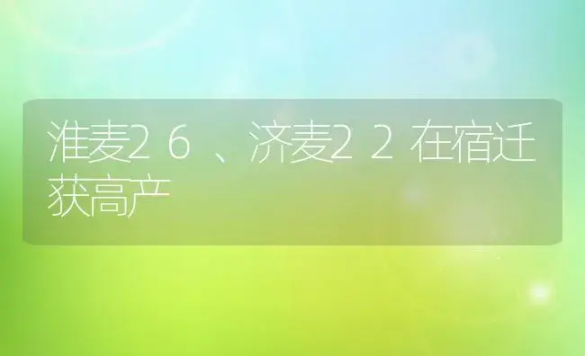 淮麦26、济麦22在宿迁获高产 | 植物科普