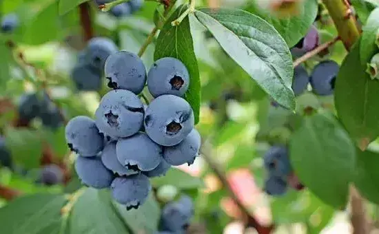 高产蓝莓需要掌握的种植技巧有哪些？