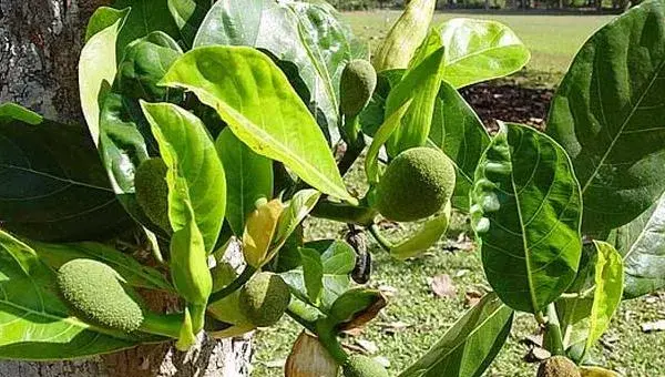 菠萝蜜种子怎么种 菠萝蜜树在北方能种吗