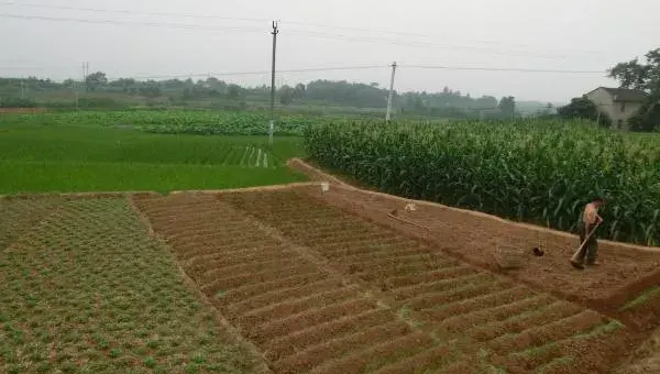 板蓝根种植技术要点，加强田间管理是关键