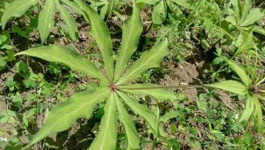 七叶一枝花的最新种植技术