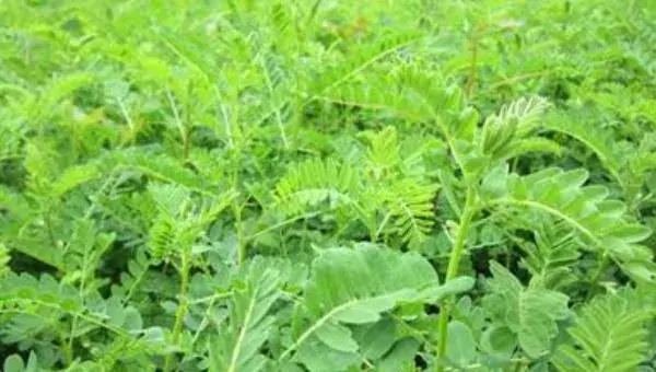 黄芩种植技术 黄芩产地在哪里