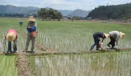种水稻田耕整地和秧前需除草