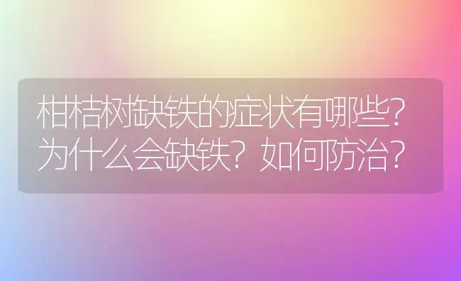 柑桔树缺铁的症状有哪些？为什么会缺铁？如何防治？ | 植物百科