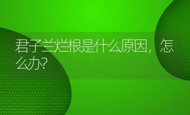 君子兰烂根是什么原因，怎么办? | 植物知识