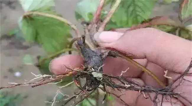 草莓沤根怎么办