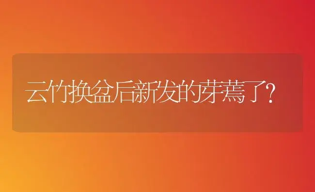 云竹换盆后新发的芽蔫了？ | 植物问答