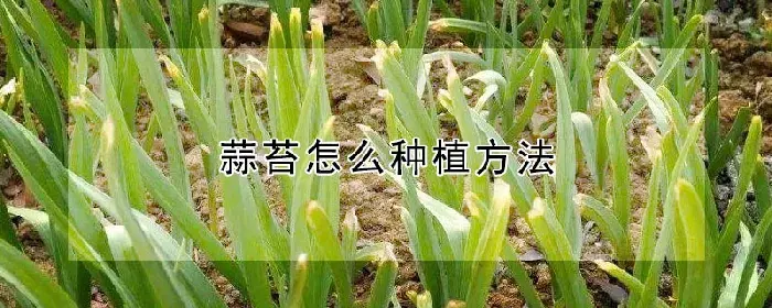 蒜苔怎么种植方法