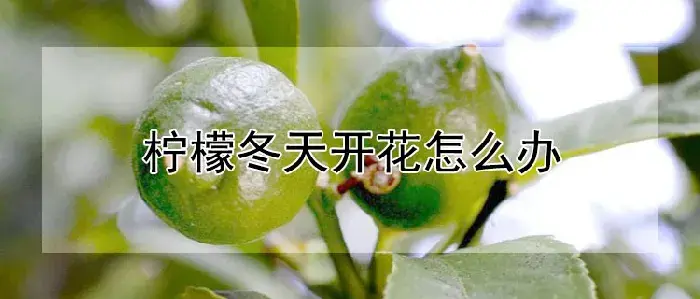 柠檬冬天开花怎么办