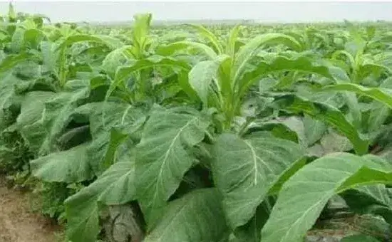 夏季烤烟的种植管理要点及注意事项