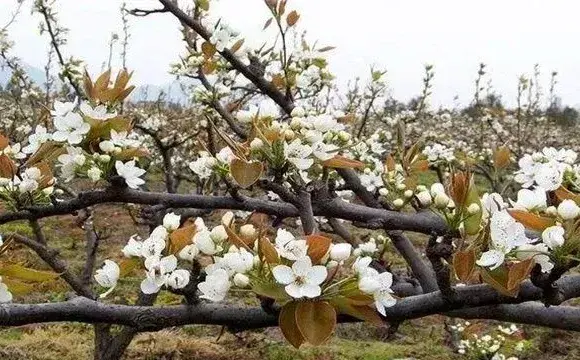 梨树如何疏花疏果