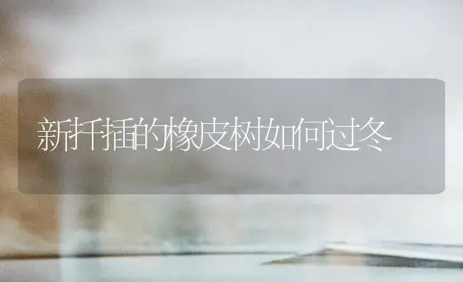 新扦插的橡皮树如何过冬 | 植物知识