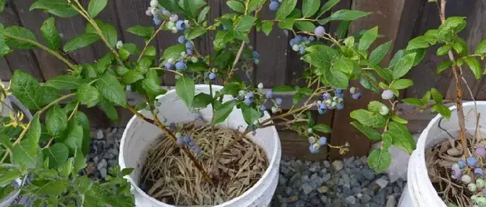 阳台怎样种蓝莓