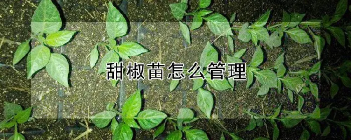 甜椒苗怎么管理