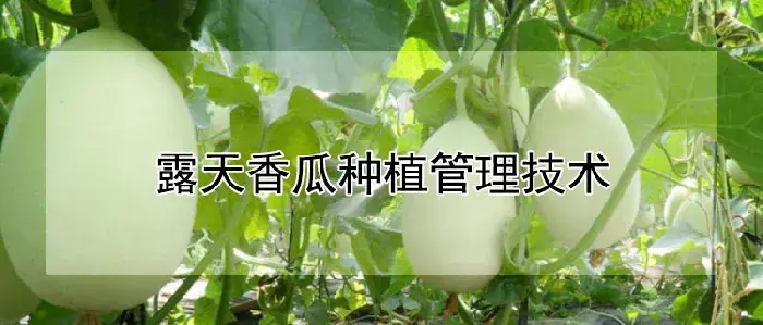 露天香瓜种植管理技术