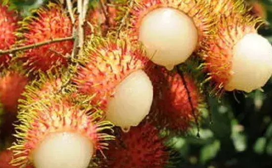 高产红毛丹需要掌握的种植注意事项有哪些？