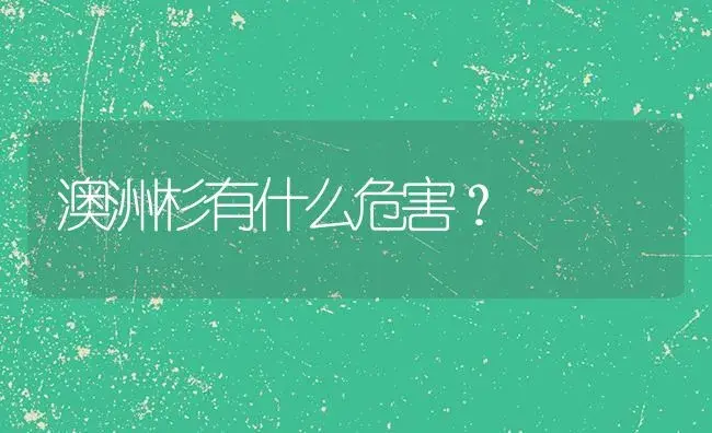 澳洲杉有什么危害？ | 植物问答