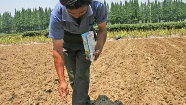 橡子种植技术 橡子果可以发芽种植吗