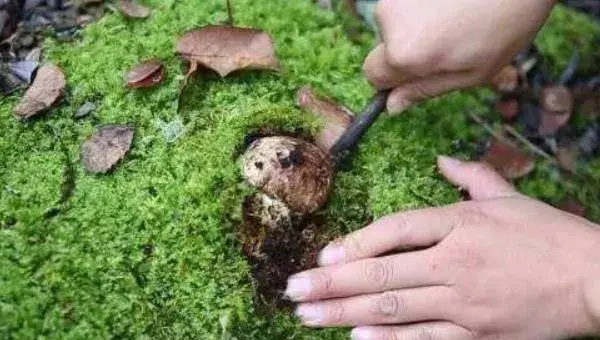 松茸可以种植吗 松茸怎么种