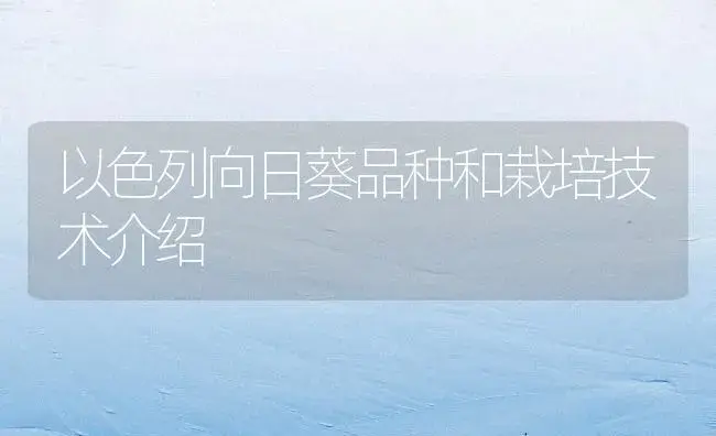 以色列向日葵品种和栽培技术介绍 | 植物百科