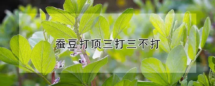 蚕豆打顶三打三不打