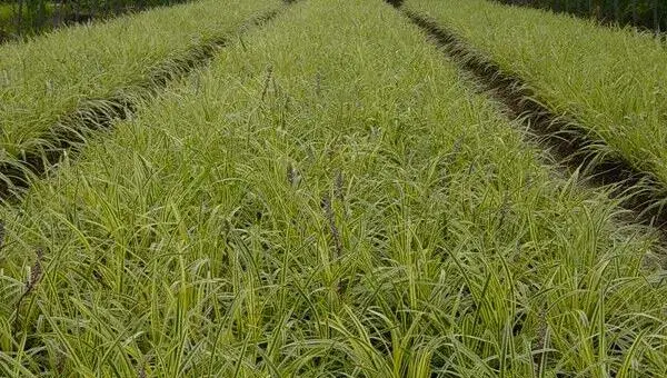 麦冬如何种植 怎样种植麦冬