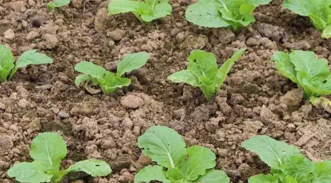 白菜种植技术与管理技巧