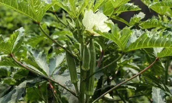 秋葵的田间种植管理技术