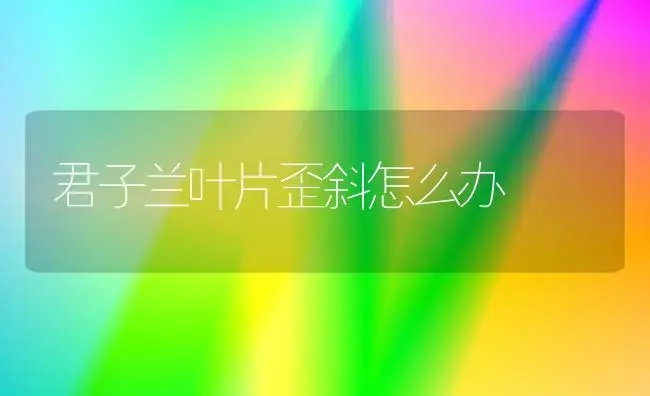 君子兰叶片歪斜怎么办 | 植物科普