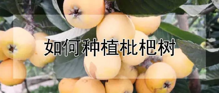 如何种植枇杷树