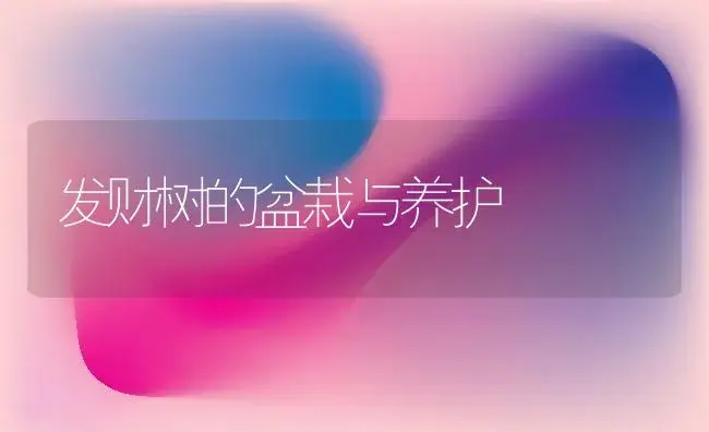 发财树的盆栽与养护 | 植物科普